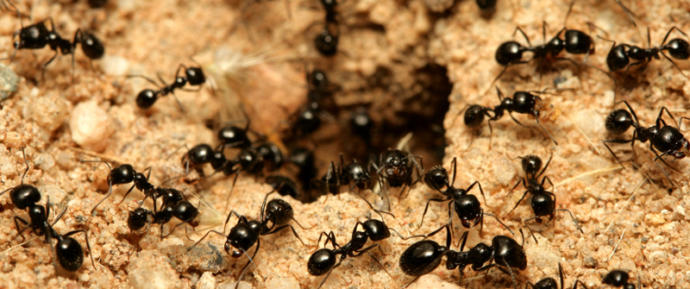 Do you squish ants when there's an ant infestation in the house?
