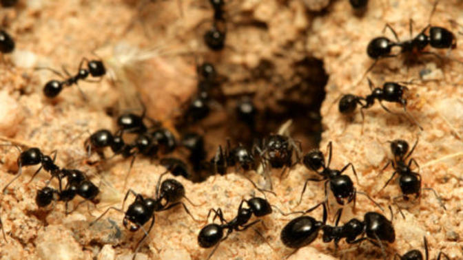 Do you squish ants when there's an ant infestation in the house?