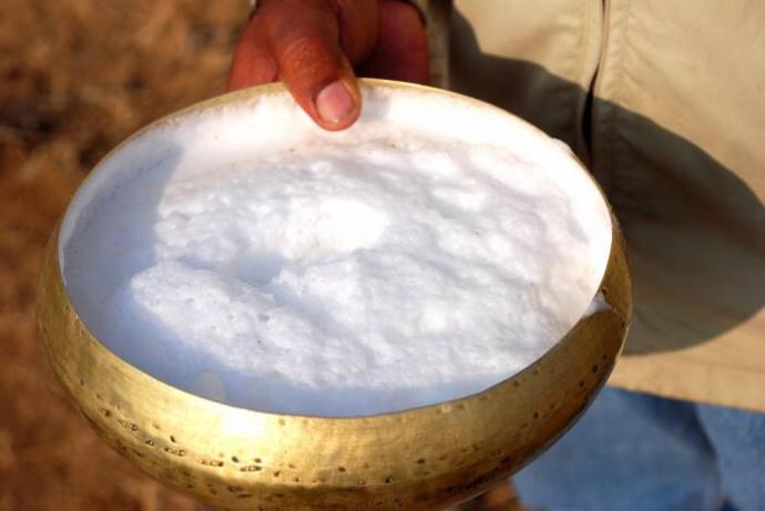 Cow- or Camel milk?