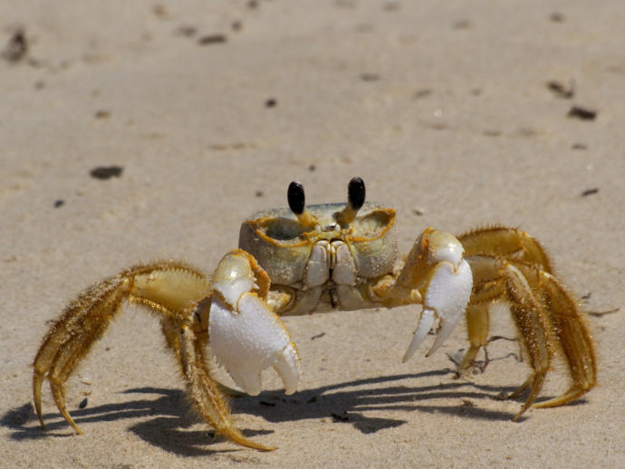 Do you think crabs are cute or creepy looking?