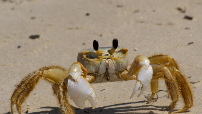Do you think crabs are cute or creepy looking?
