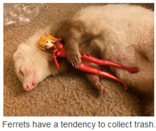 Do Ferrets have a tendency to collect trash?