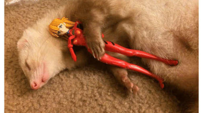 Do Ferrets have a tendency to collect trash?