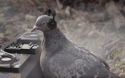 On an average day, how many pigeons do you think you could reasonably carry?