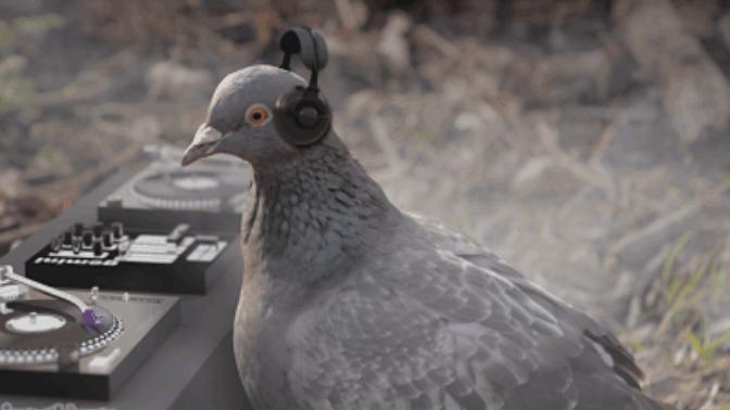 On an average day, how many pigeons do you think you could reasonably carry?