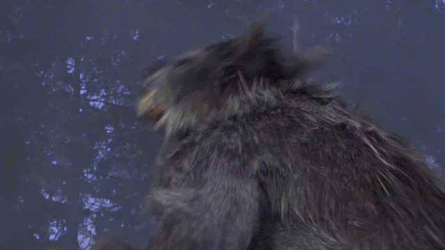 Which would you rather transform into - Werewolf , Vampire or Hybrid?