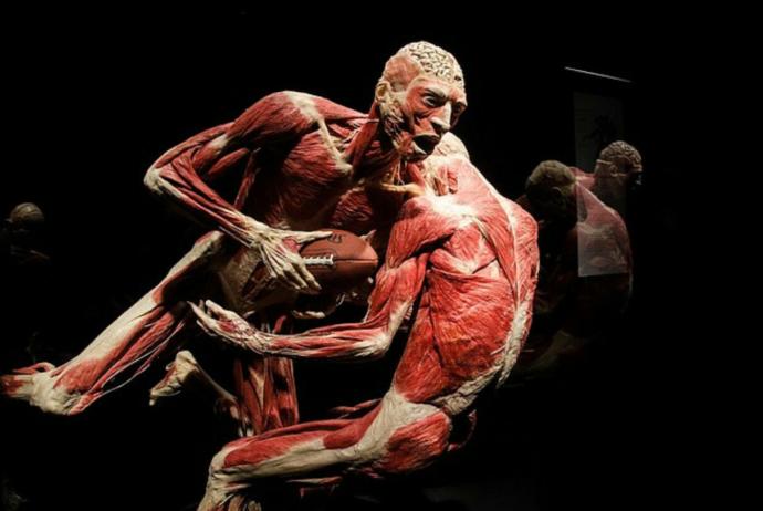 Would you go to this exhibition of bodies if you had the chance?