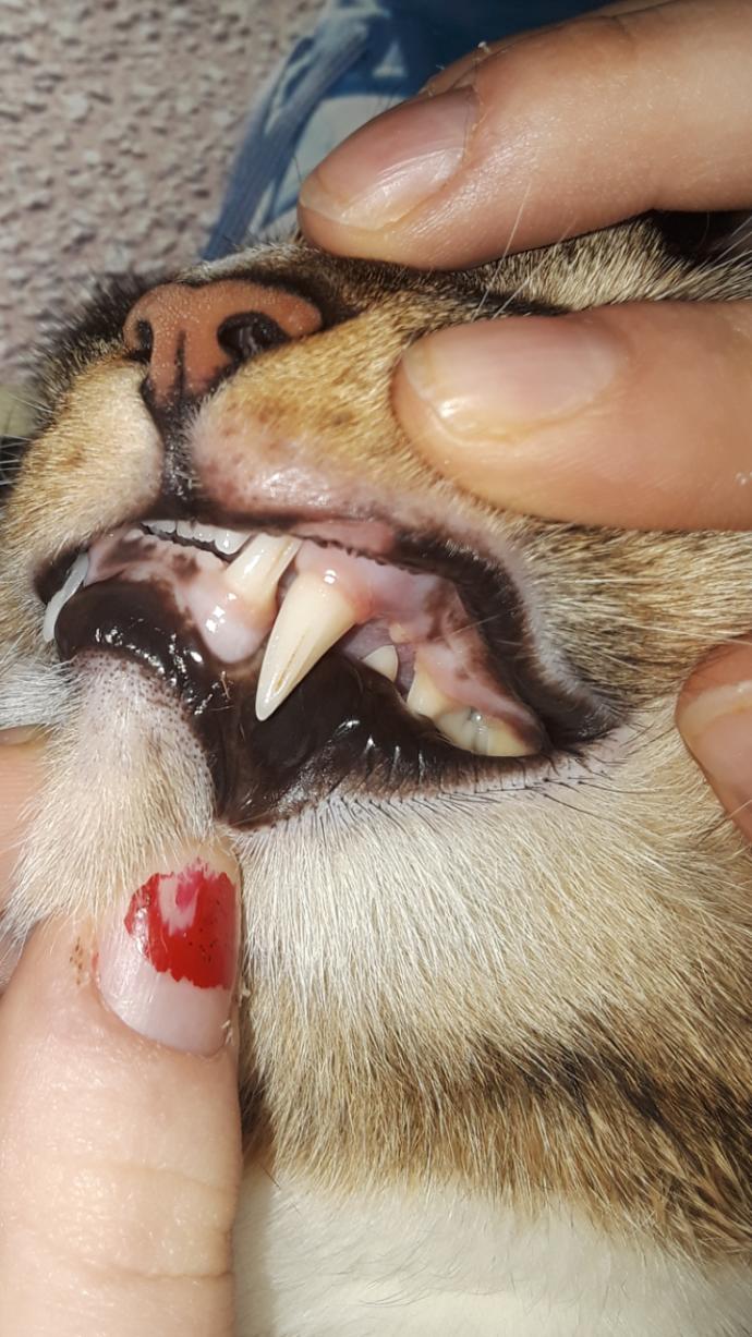 How bad are my cat's gums?