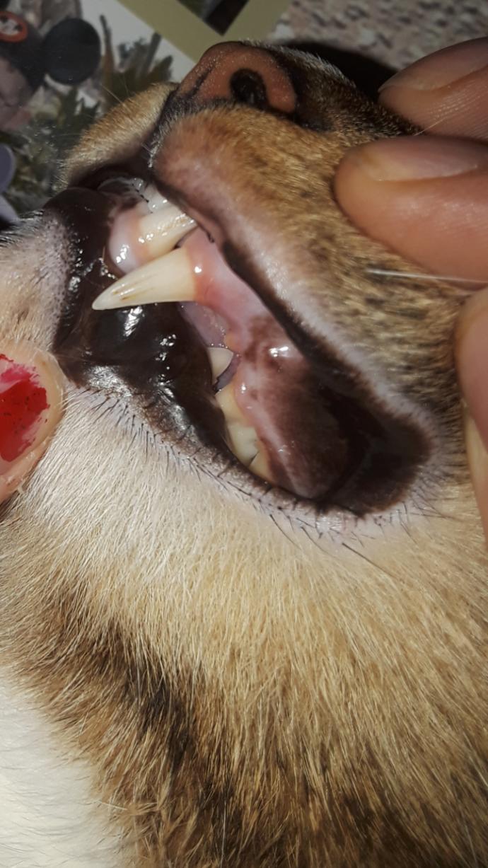 How bad are my cat's gums?