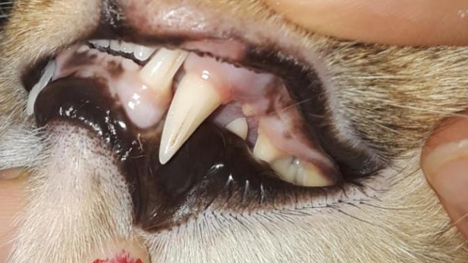 How bad are my cat's gums?