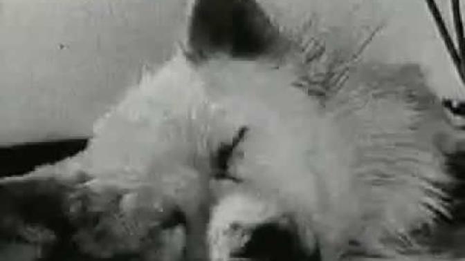 Isn't this experiment mind-blowing amazing?