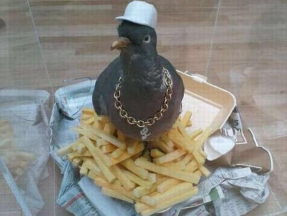 Has a gangster pigeon ever roosted in your fries before?