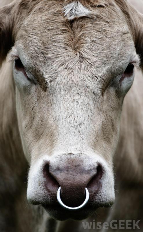 What's your opinion on nose piercings?