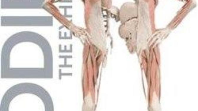 Have you ever been to Bodies: The Exhibition?