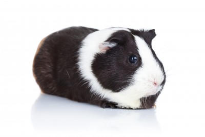 What was the name of your first pet?