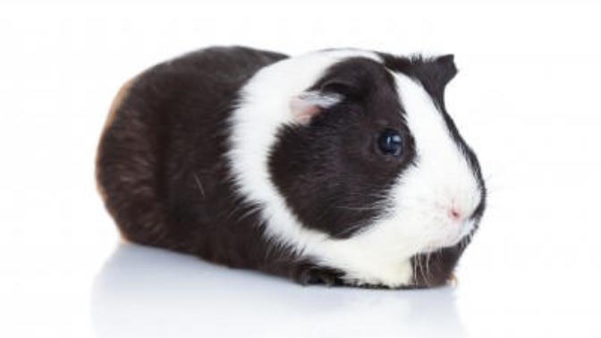 What was the name of your first pet?