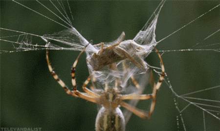 Do you have a phobia of insects?
