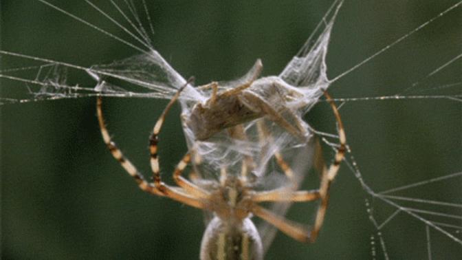 Do you have a phobia of insects?