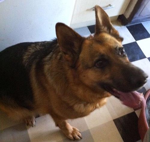 Can pets be a deal breaker in a relationship?