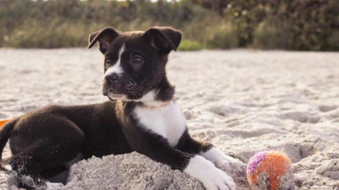 Can pets be a deal breaker in a relationship?