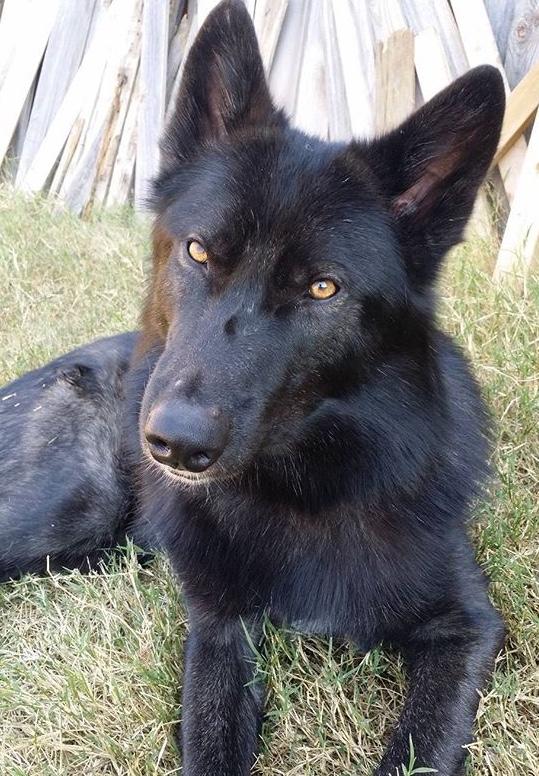 What should I name my two new dogs that I’m adopting on Saturday? They are both boys? They are wolf/tamaskan hybrids?