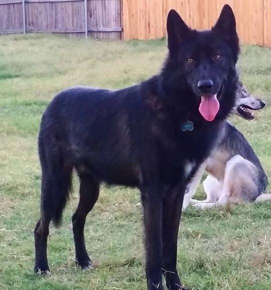 What should I name my two new dogs that I’m adopting on Saturday? They are both boys? They are wolf/tamaskan hybrids?