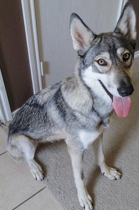 What should I name my two new dogs that I’m adopting on Saturday? They are both boys? They are wolf/tamaskan hybrids?