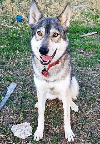 What should I name my two new dogs that I’m adopting on Saturday? They are both boys? They are wolf/tamaskan hybrids?