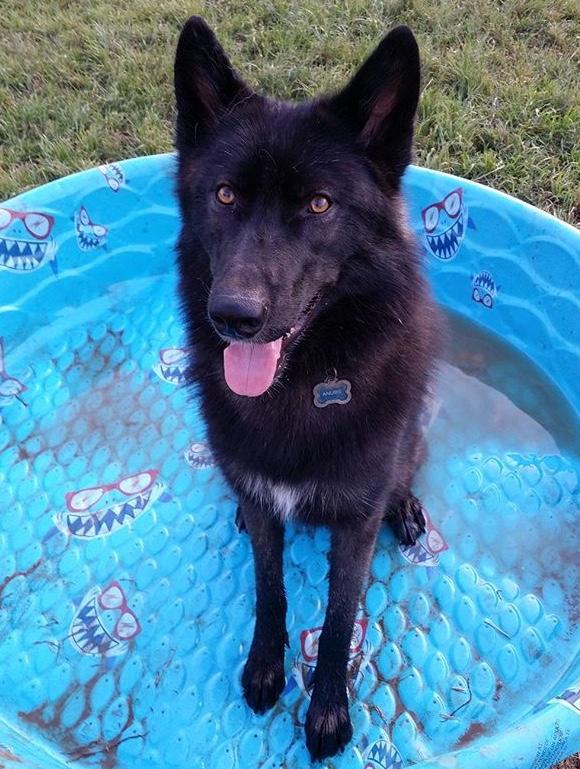 What should I name my two new dogs that I’m adopting on Saturday? They are both boys? They are wolf/tamaskan hybrids?