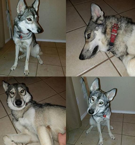 What should I name my two new dogs that I’m adopting on Saturday? They are both boys? They are wolf/tamaskan hybrids?