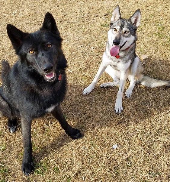 What should I name my two new dogs that I’m adopting on Saturday? They are both boys? They are wolf/tamaskan hybrids?