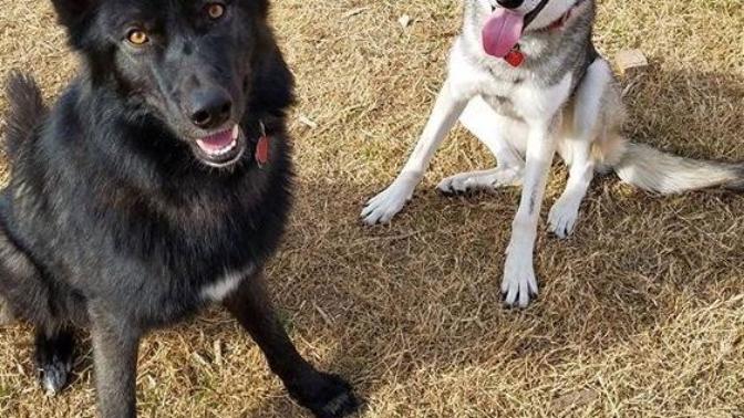 What should I name my two new dogs that I’m adopting on Saturday? They are both boys? They are wolf/tamaskan hybrids?
