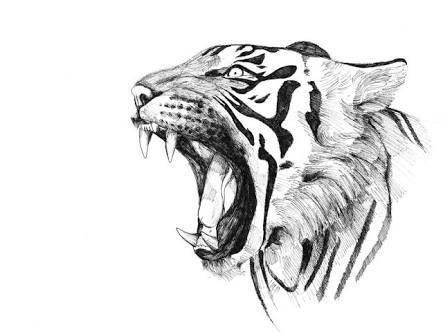 Can you draw a tiger 🐯 ?