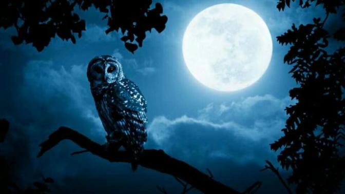 I'm a night owl person. How bad could this habit harm my body?