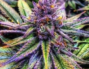Do people really think all marijuana gives the same high?