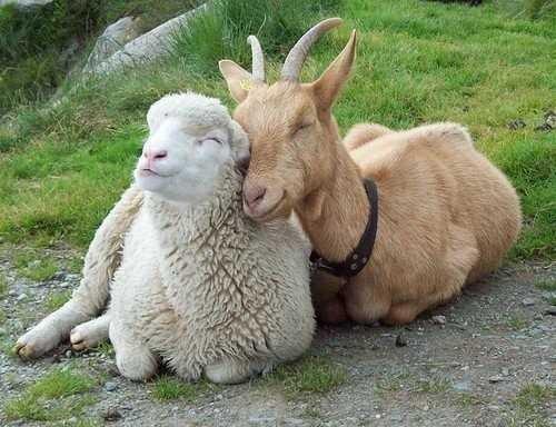 ? What is love?