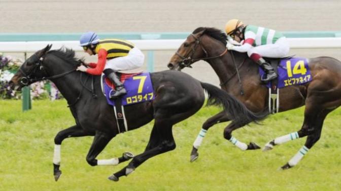 Which horse would you bet on?