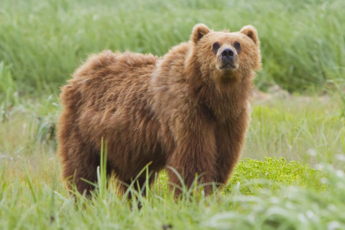 Would you rather kiss a crocodile or a bear?