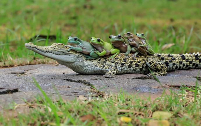 Would you rather kiss a crocodile or a bear?