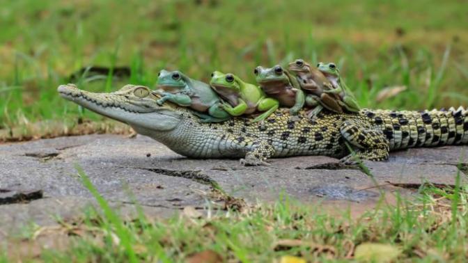 Would you rather kiss a crocodile or a bear?