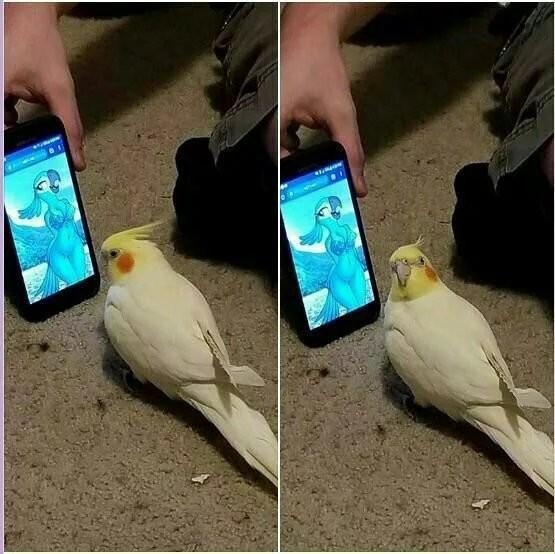 What topics should you avoid when talking to a stranger?
To a Swiss person?
To a Japanese?
To an American?