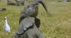 Do guys swing their penuses around like an elephant trunk when they are naked?