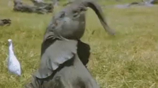 Do guys swing their penuses around like an elephant trunk when they are naked?