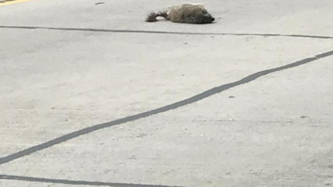 Do you ever have weird tragic thoughts when you watch something die in public?