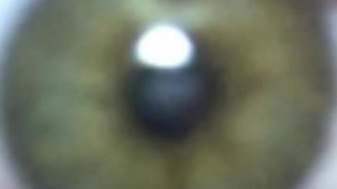 What is this eye color? Hazel or green?