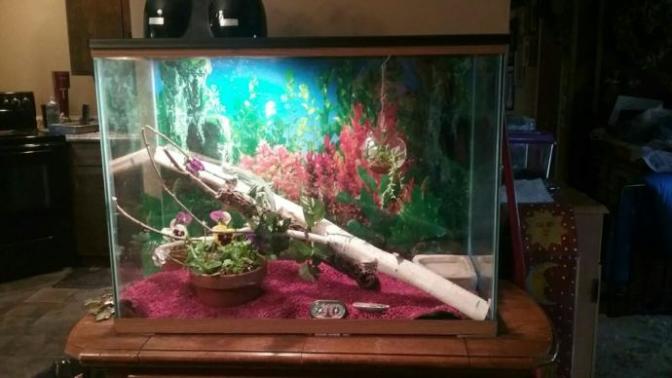 Baby iguana won't eat, what do I do?