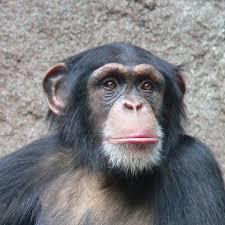 Be Honest: Does a monkey have a ugly looking face?
