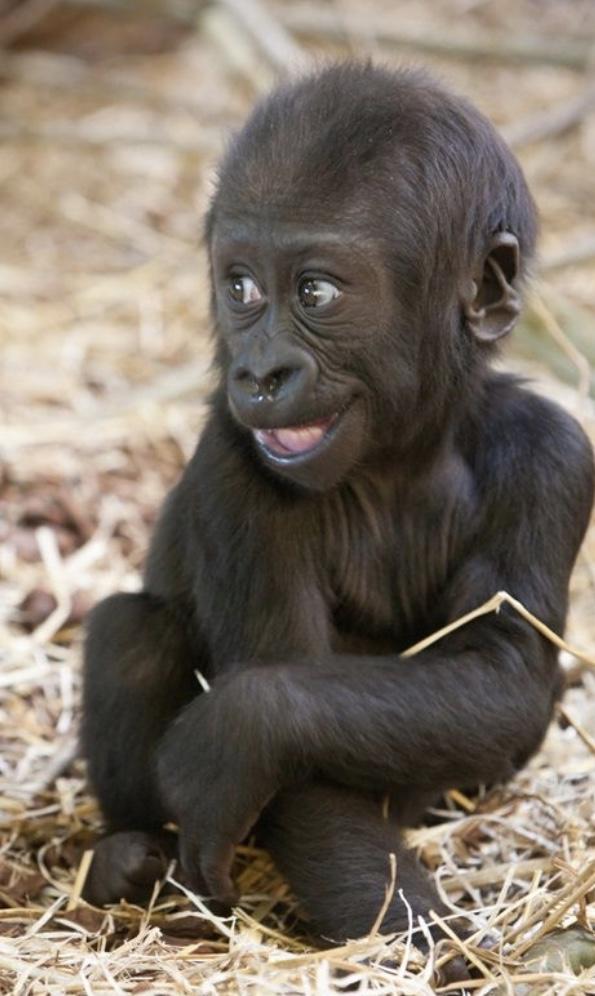 Be Honest: Does a monkey have a ugly looking face?