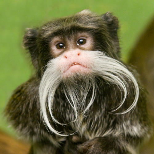 Be Honest: Does a monkey have a ugly looking face?