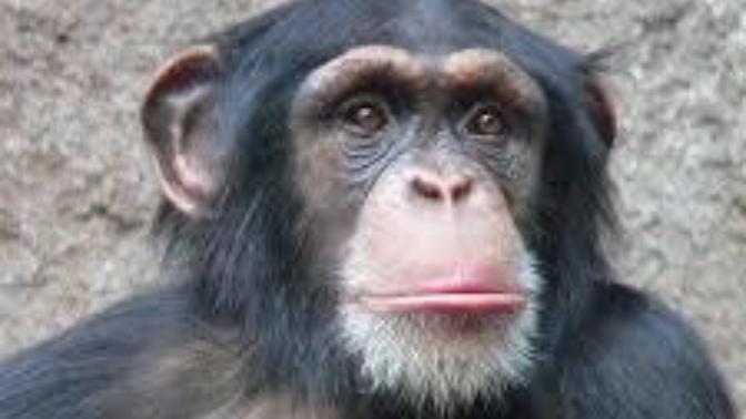 Be Honest: Does a monkey have a ugly looking face?
